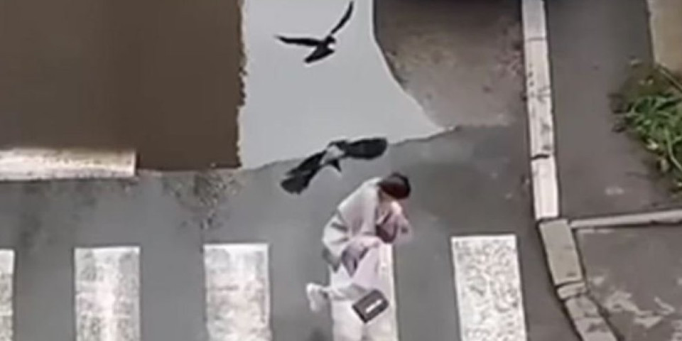 (VIDEO) Jezivo! Vrane napale devojku u Nišu, a u Ivanjici pustoše plastenike