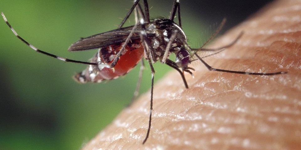 Akcija suzbijanja komaraca i danas od 18 časova! PČELARI ZAŠTITIE PČELE U OVIM DELOVIMA GRADA