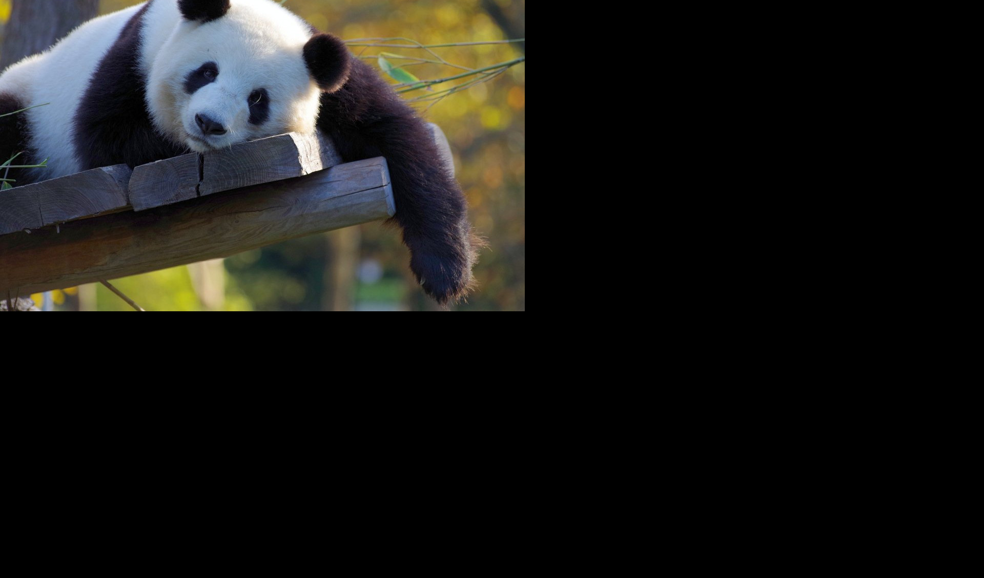 IMAO JE 35 GODINA! Uspavan najstariji mužjak džinovske pande