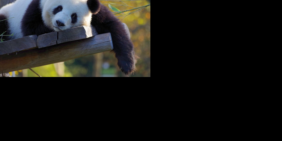 IMAO JE 35 GODINA! Uspavan najstariji mužjak džinovske pande