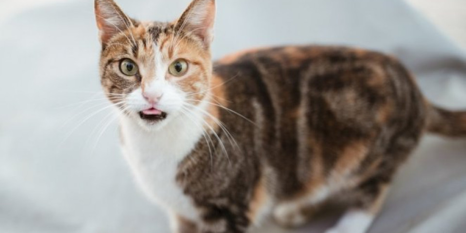 (FOTO) Mačka nestala iz kuće, a nekoliko sati kasnije, njen vlasnik je pogledao kroz prozor i ŠOKIRAO SE