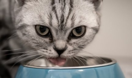 BEŽI TAMO! Mačka ne želi da deli hranu! (Video)