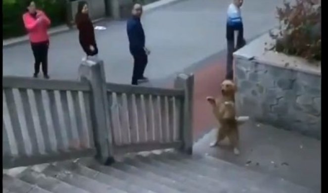 (VIDEO) Pas stao na zadnje šape, a onda učinio nešto zbog čega su prolaznici U NEVERICI TRLJALI OČI