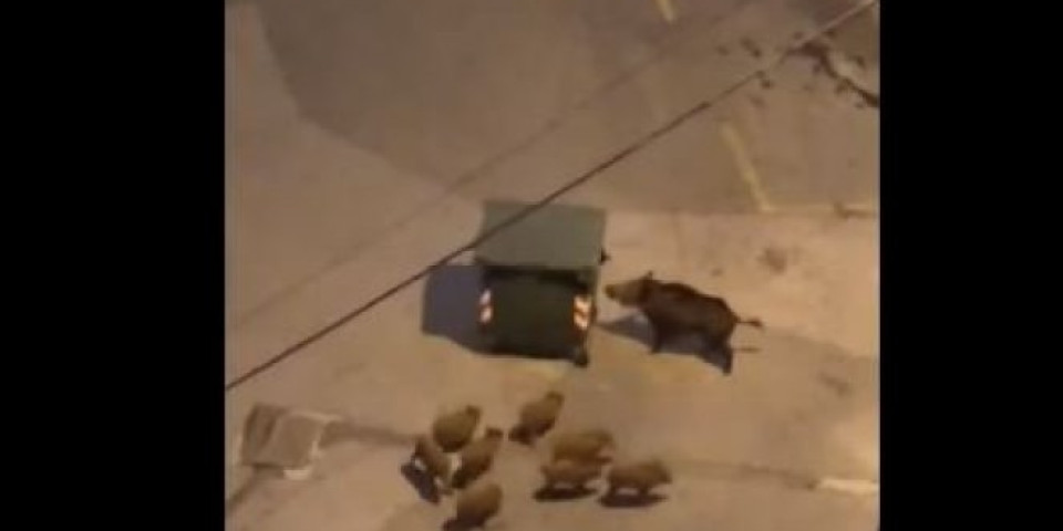 PANIKA U RIMU! Najezda divljih svinja, izgladnele životinje tumaraju gradom  (VIDEO)