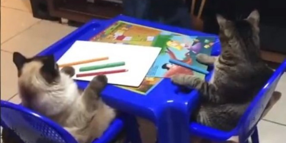 (VIDEO) Devojčica odlučila da nauči mačke da crtaju cvet, sela na u stolice, a njihova REAKCIJA JE URNEBESNA