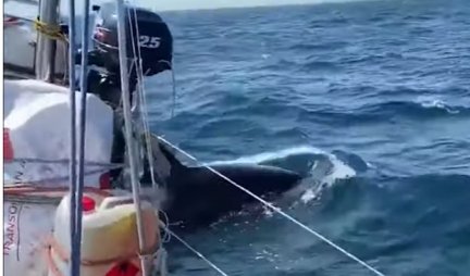 PANIKA MEĐU TURISTIMA U ŠPANIJI! Kitovi ubice se zaleću i udaraju u jedrilice (VIDEO)