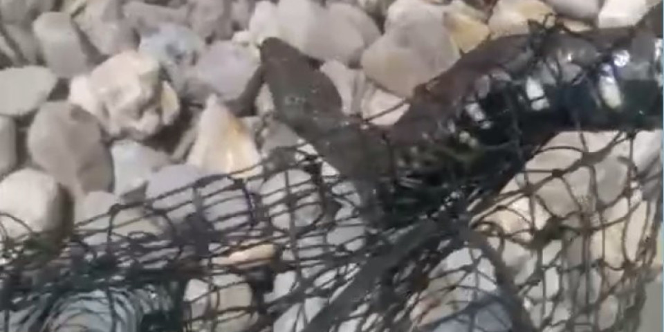 (VIDEO) RIBARE U ČUDU UHVATILA JEZA: Ogromna zmija od skoro dva metra, zinula na ribu PA NAPALA ČUVARKU