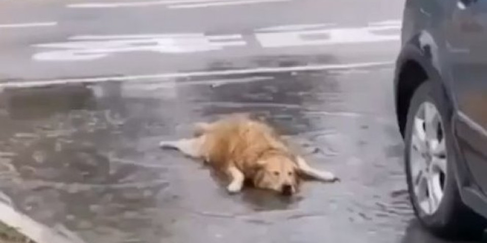 GDE GOD VIDIŠ BARU, TI U NJU LEZI! Ovaj pas zaista voli kišu