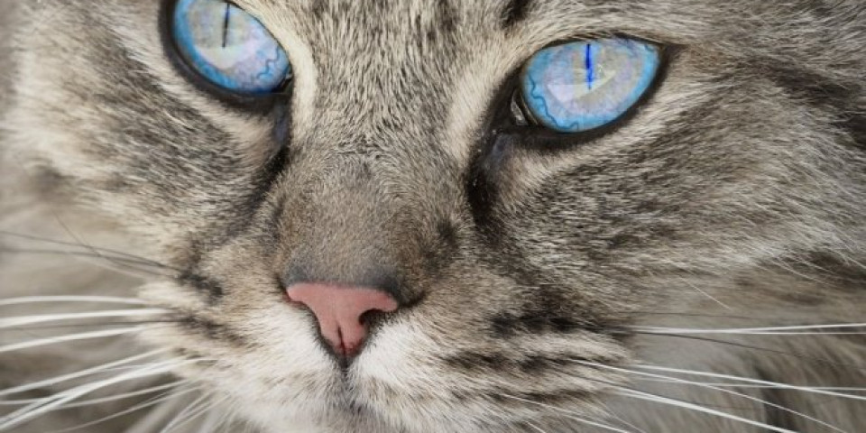 KADAR NEVERA! Ova mačka ume da LAJE - snimak koji je zaludeo ljude na DRUŠTVENIM MREŽAMA je potpuni HIT