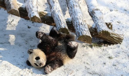Male pande blizanci prvi put su videli sneg i nastale su SLIKE KOJE SU ODUŠEVILE SVET /FOTO/