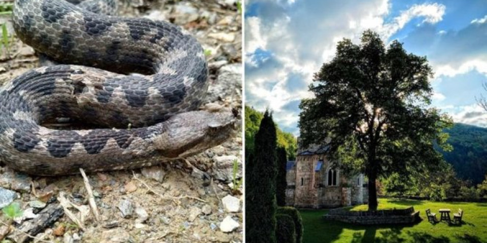 OVAKO JE POSKOK DUG VIŠE OD POLA METRA UHVAĆEN U MANASTIRU GRADAC! Jedna od najotrovnijih zmija Evrope pretila posetiocima, Rastko ju je vratio u prirodu!