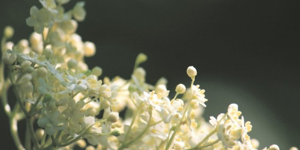 Sa ovom biljkom se LAKŠE DIŠE! Iskoristite cvetove aromatičnog drveta i napravite čaj i losion za kožu
