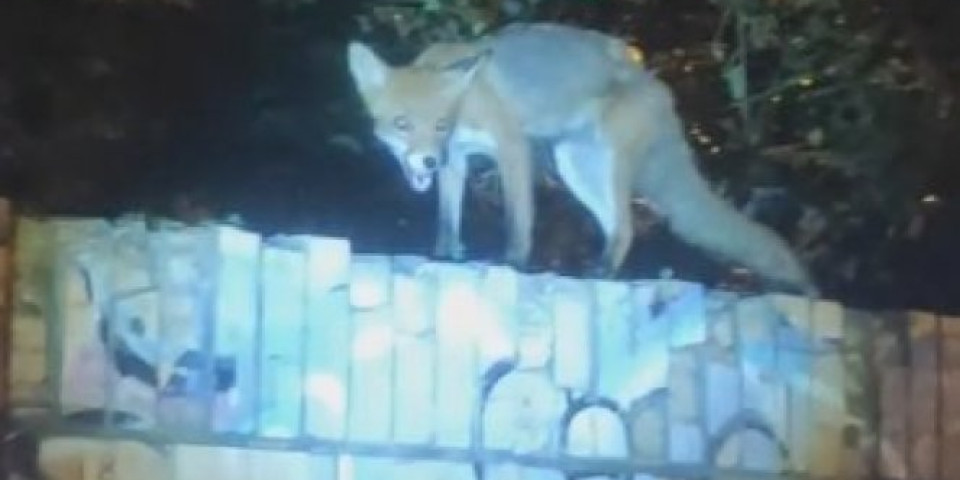 NEZVANI GOST IZAZVAO STRAH NA CERAKU! Samo nakratko lisica je uživala u hrani iz kontejnera, DOLAZAK POLICIJE PROMENIO JE SVE/VIDEO/