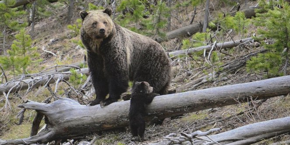 POTPUNI HIT! Medved Ben dvaput uspeo da pobegne iz ZOO vrta (VIDEO)