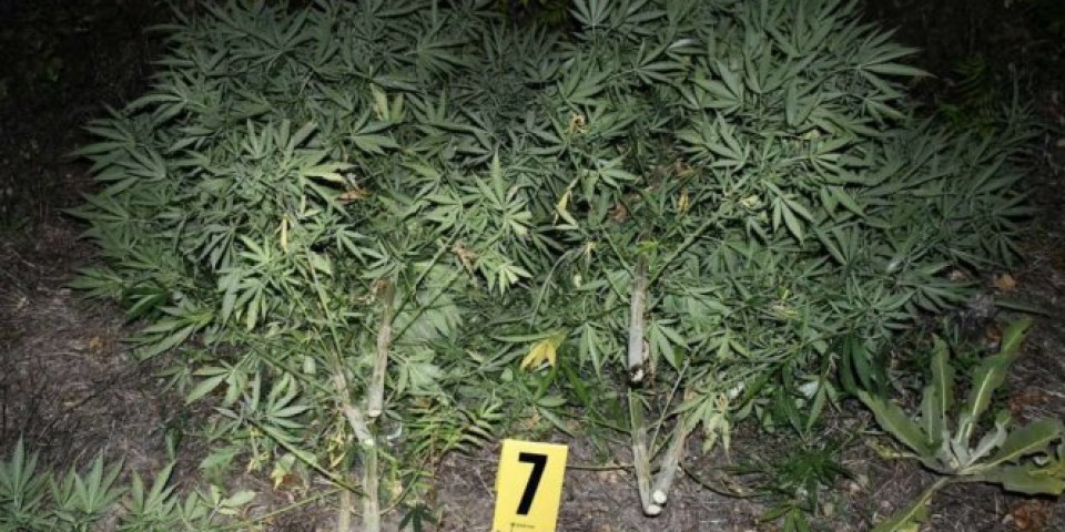 NA IMANJU UZGAJAO TRAVU! Nedaleko od Bora policija pronašla 23 stablljike marihuane, u kući KRIO OPREMU ZA UZGOJ