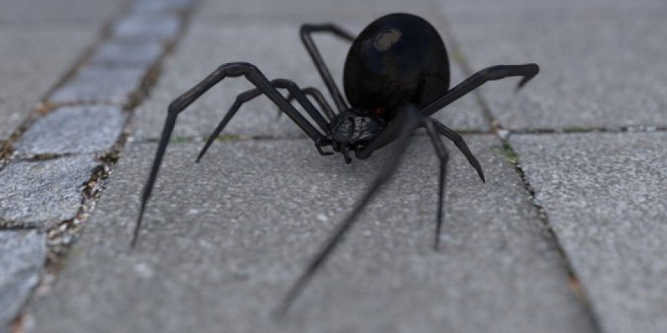 PRVI SLUČAJ UJEDA CRNE UDOVICE ovog leta! Muškarca ujeo kako se smatra najotrovniji pauk u Evropi!