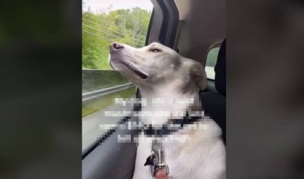 Devojka objavila snimak psa iz automobila: 12 MILIONA LJUDI OSTALO JE U ČUDU KADA SU VIDELI ŠTA RADI