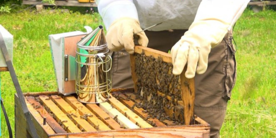 OGROMAN ODZIV PAORA ZA SUBVENCIJE! Za jedan dan prijavilo se čak 4.600 pčelara, ovo je cifra koju će dobiti po košnici!