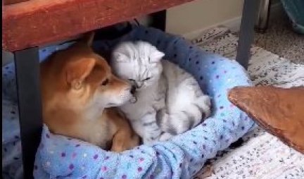 LJUBAV BEZ GRANICA! Mačka je videla psa kako leži u svom krevetu, a onda je povukla ŠOK POTEZ (VIDEO)
