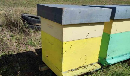 Pčelarima do 30. aprila rok da prijave broj košnica veterinarskoj stanici