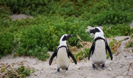 U Australiji gej pingvini uče decu o polnoj ravnopravnosti