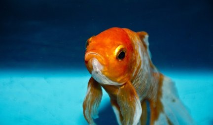 NEPRAVEDNO OKRIVLJENE! Zlatne ribice imaju dobro pamćenje, a čak mogu i da razlikuju ljude!