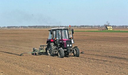 Najezda glodara na njivama širom Vojvodine! Poljoprivrednici se hvataju za glavu, ne znaju kako da sačuvaju tek posejano žito