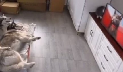 PAROLA SNAĐI SE! Mačka oborila TV, a evo kako je nevini pas izvukao deblji kraj! (VIDEO)