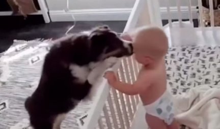OVAJ PAS JE NAJBOLJA BEBISITERKA IKADA! Smirio je bebu koja je plakala, za samo nekoliko trenutaka! (VIDEO)