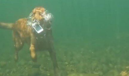 SVAKA MU ČAST! Pogledajte kako je pas uspeo da izvuče mobilni iz vode - roni kao pravi profesionalac! (VIDEO)