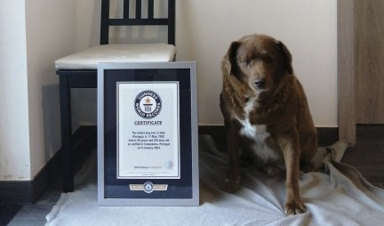 U raju za kuce! Bobi, najstariji pas na svetu, uginuo je pet meseci nakon 31. rođendana