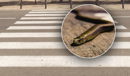 ŠOK SCENA U BEOGRADU! Građani u čudu, zmija prelazi ulicu na pešačkom prelazu (VIDEO)