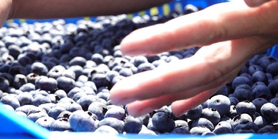 "Plavo zlato" obara rekorde - Zarade od izvoza borovnica 33 miliona evra!