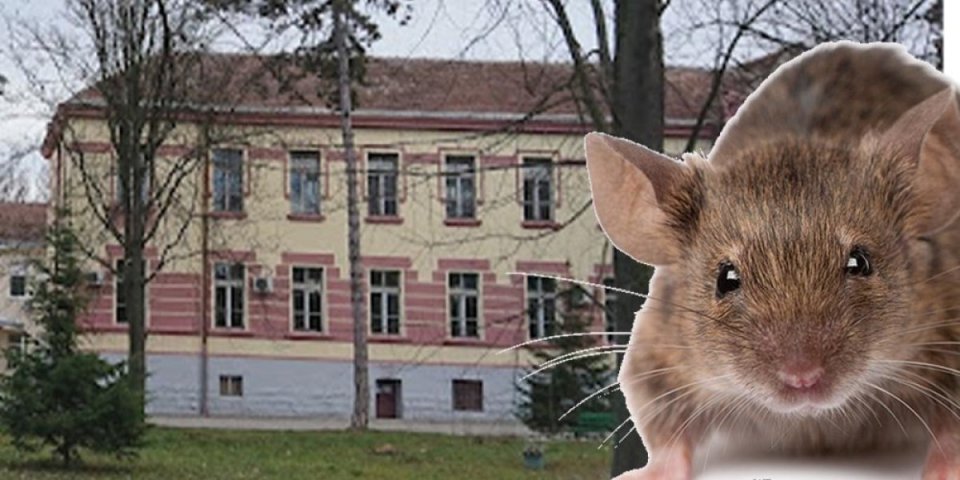 Slavicu iz Čačka ujeo ogroman pacov! Šetnja pored Morave pretvorila se u pakao, žena završila u bolnici (FOTO)