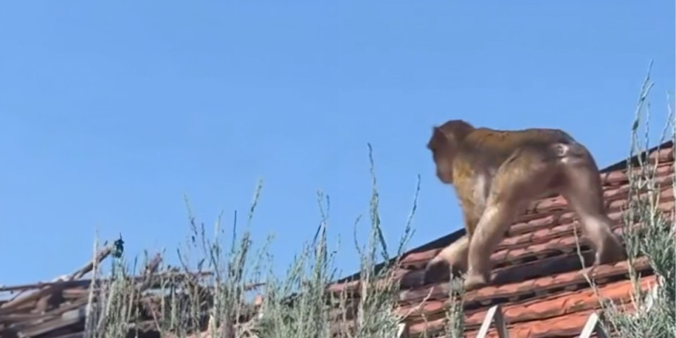 Majmun se šeta po Karaburmi! Skakuće s krova na krov, ljudi šokirani, niko ne zna odakle je pobegao