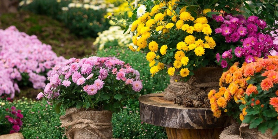 Neočekivani trik transformisaće vašu baštu! Uz pomoć tajnog sastojka imaćete raskošno cveće