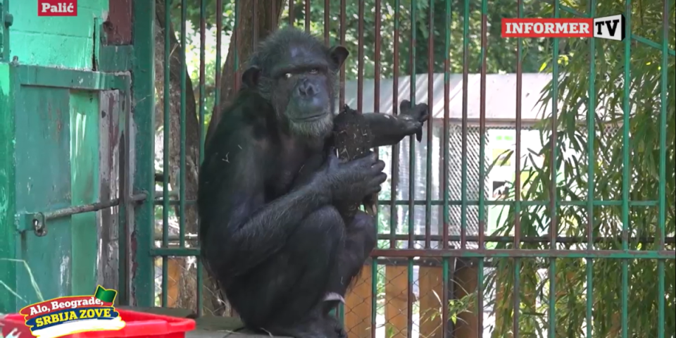 (VIDEO) Ovo biste sigurno voleli da vidite! Šimpanza na Paliću ne može bez TV!