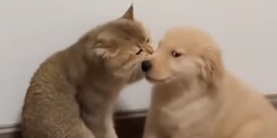Vreme je za veliku dozu slatkoće! Nećete verovati koliko se vole ovo štene i maca (VIDEO)