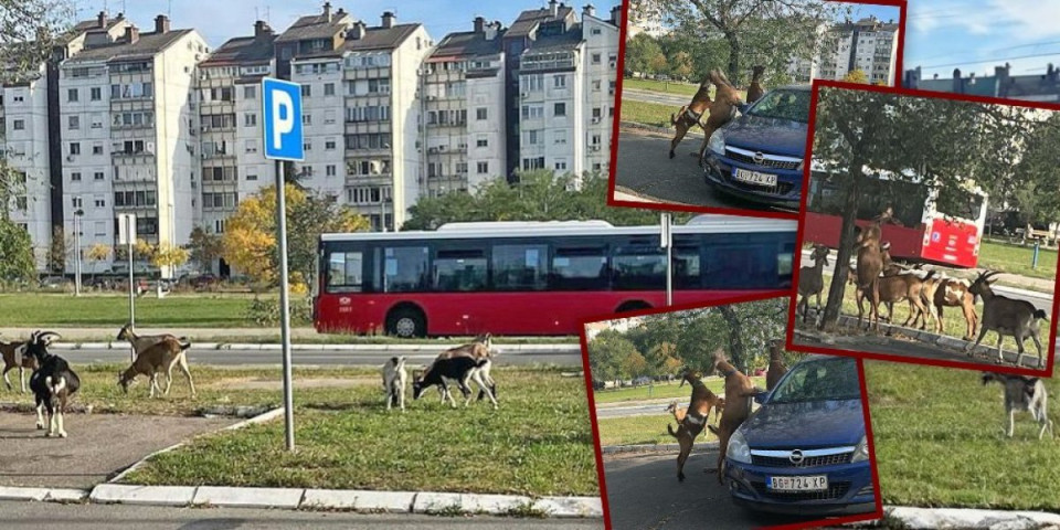 Neverovatne fotografije na Novom Beogradu! Ko je pustio stoku da se slobodno šeta ulicom?
