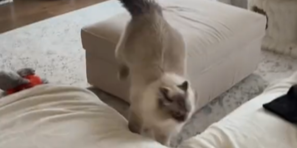 Hit video! Dostigla vrhunac ključanja - Ovako izgleda kada mačka poludi (VIDEO)