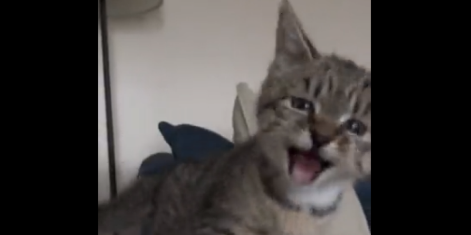 Mačka koja laje! Posle ovog video snimka držaćete se za glavu (VIDEO)
