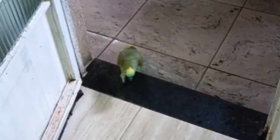 Papagaj peva pa razbija! Snimak pesme "Monster" zapalio internet - Bolje zvuči od Rijane (VIDEO)