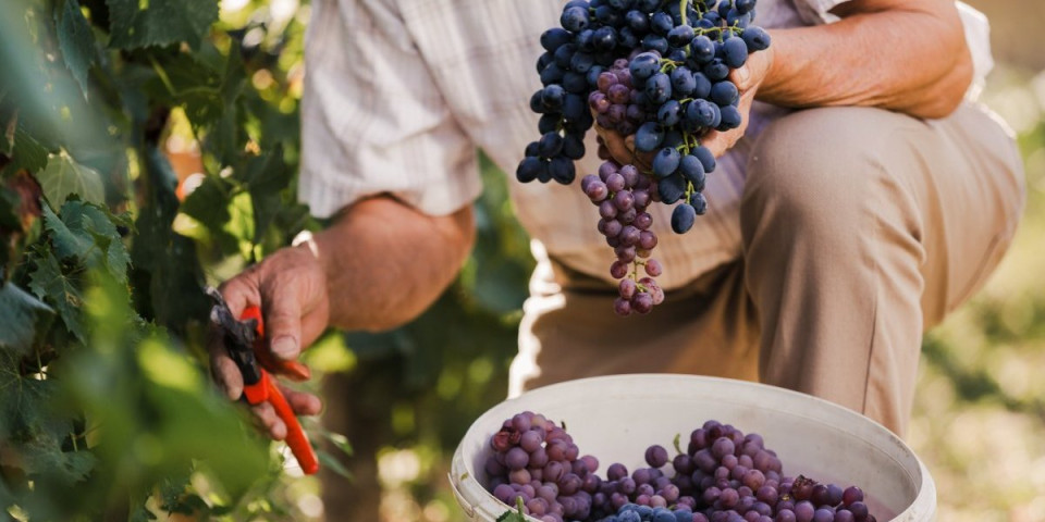 Kinezi će kupovati srpska vina, ali merkaju i naše vinograde: Kod izvoza ima jedna caka