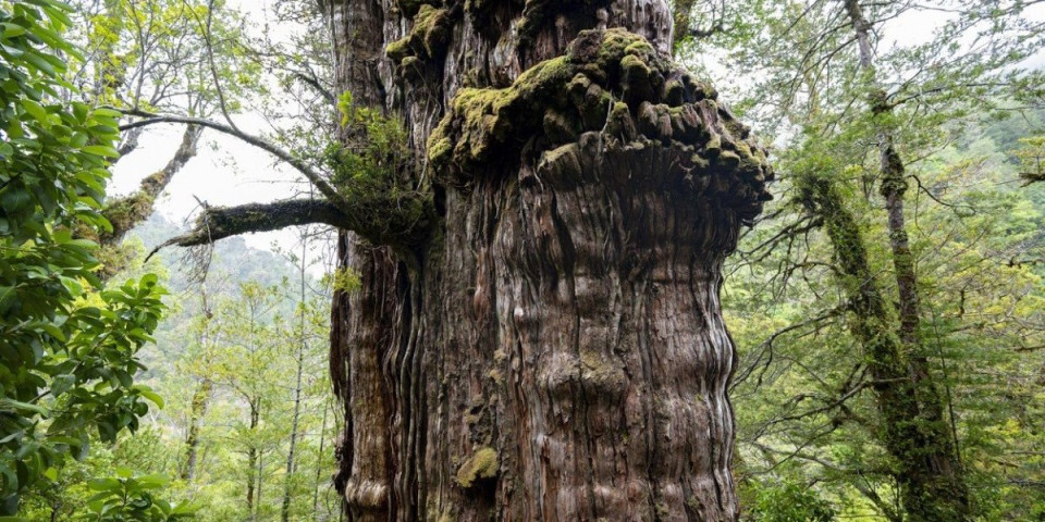 Najstarije drvo na svetu ima 5.000 godina! Pradeda iz Čilea je endemična vrsta i smatra se vremenskom kapsulom (FOTO)