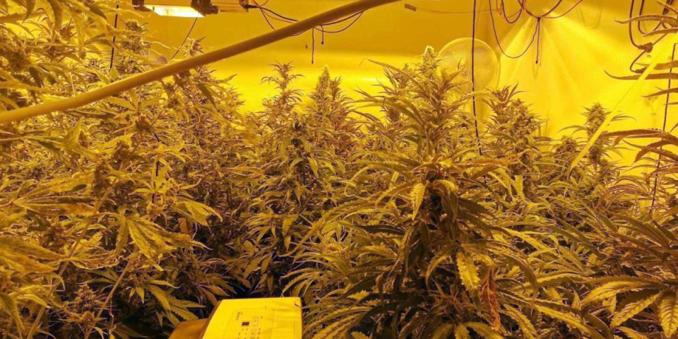 Uzgajali marihuanu uhvaćeni u labarotoriji sa oko 1000 biljaka: Dvojica Srba uhapšena u Austriji za trećim se traga