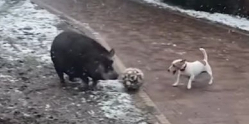 Ulepšaće vam dan! Svinjče i pas koji igraju "fudbal" će vas načisto raspametiti (VIDEO)