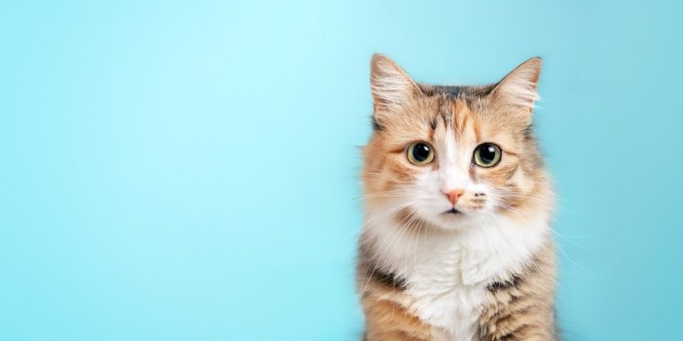 Ova mačka živi bolje od većine ljudi! Snimak eksplodirao na internetu, zbog jedne stvari joj svi zavide (VIDEO)