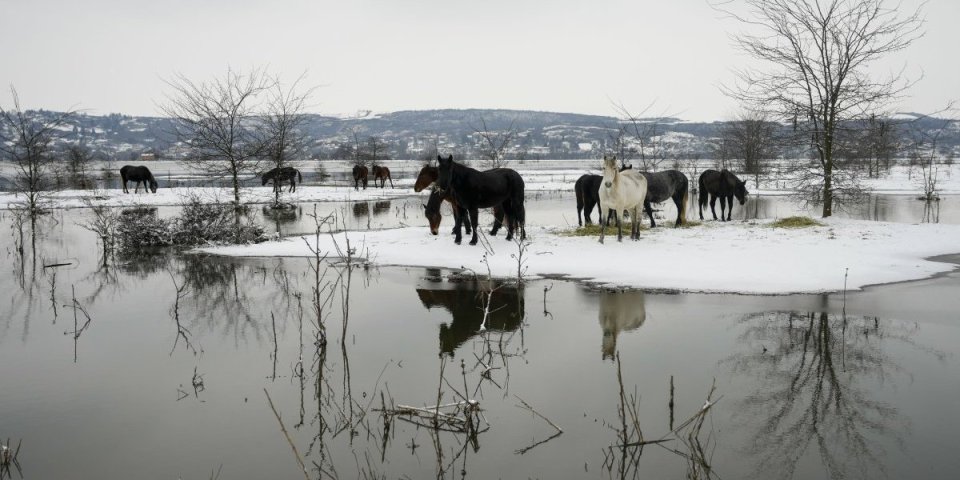 Pauza u spasavanju grla sa Krčedinske ade: Sedam krava i krdo poludivljih konja čekaju pomoć