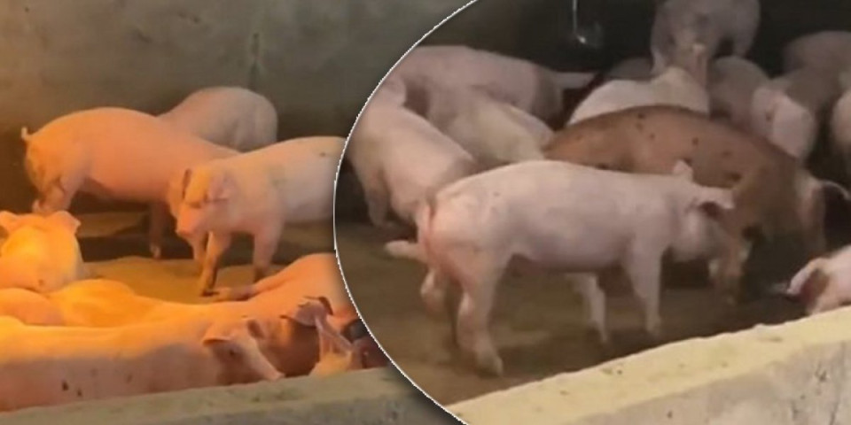 (VIDEO) Pa, hit! Kinez se dosetio kako da usreći svinje i njihovo meso učini jestivijim