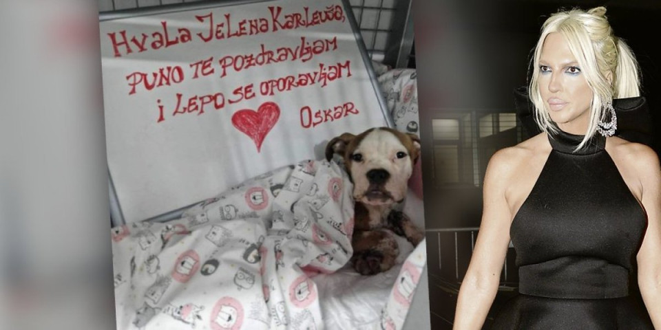 Karleuša platila lečenje psu kog su rastrgli: Pijan vlasnik huškao terijere na ljubimca, stiglo i "hvala" od jadne životinje (FOTO)